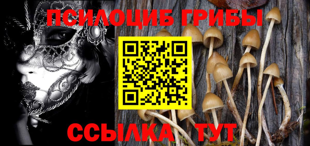 Псилоцибиновые грибы Psilocybe Сосновый Бор